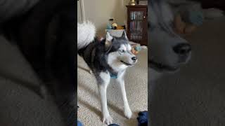 Haiku the singing husky [upl. by Mohr387]