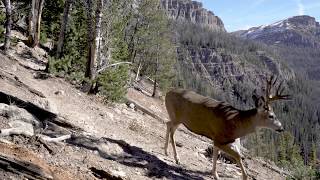 Yellowstone Elk Migration Trail Amazing Camera Trap Highlights [upl. by Napas]