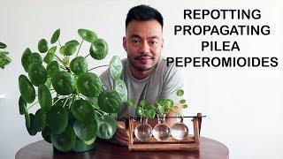 How To Repot amp Propagate  Pilea Peperomioides [upl. by Katine]