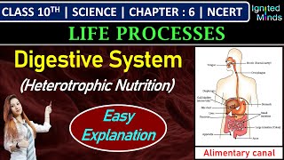 Class 10th Science  Digestive System Heterotrophic Nutrition  Alimentary canal  Chapter 6 [upl. by Eceirtal]