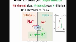 Neuron Action Potential Part 2 Depolarization Repolarization Hyperpolarization [upl. by Lemaj]