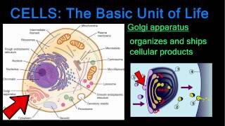 Cells The Basic Unit of Life [upl. by Eskil985]