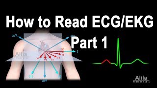 How to Read ECGEKG Part 1 Animation [upl. by Seely842]