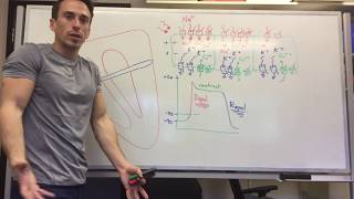 Heart Muscle myocardium Action Potential  Cardiology [upl. by Fradin685]