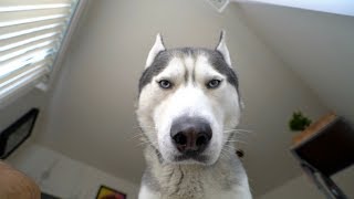 What Waking Up To My Husky Looks Like [upl. by Ahsinned]