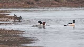 Goosander [upl. by Elletnahc385]