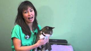 How to use an asthma Inhaler in your cat  Dr Justine Lee [upl. by Anade]