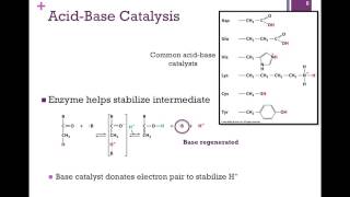 037Catalytic Mechanisms [upl. by Yekim]