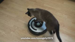 Cat shows HOW TO use iRobot Roomba Vacuum [upl. by Alleuqcaj]