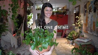 Pilea peperomioides Care amp Propagation — Plant One On Me — Ep 088 [upl. by Ano114]