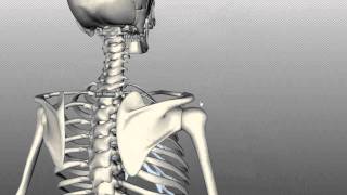 Scapula and Clavicle  Shoulder Girdle  Anatomy Tutorial [upl. by Eihpos498]