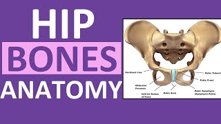 Pelvis Hip Bones Anatomy Os Coxae Pelvic Girdle  Ilium Ischium Pubis [upl. by Niuqauj]