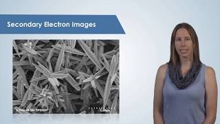 Introduction to the Scanning Electron Microscope SEM [upl. by Hallee948]