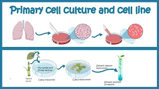 Primary Cell culture and cell line  Cell culture basics [upl. by Arand]