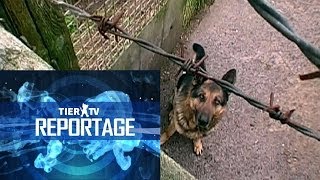 Reportage Hundequäler [upl. by Hanforrd]