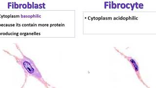 Fibroblast Vs fibrocyte [upl. by Emmerich]