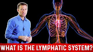 What is the Lymphatic System And How it Functions – Dr Berg [upl. by Atwater]