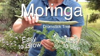 Moringa Tree Easy to grow Easy to use  Drumstick Tree [upl. by Ennaeus52]