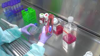 Passaging Cells Cell Culture Basics [upl. by Novak]