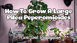 How To Grow A Large Pilea Peperomioides  PLAN CARE AND PROPAGATION [upl. by Yeznil]