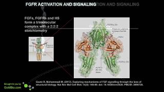 FGF Overview FGFs and Their Importance  Part 1 [upl. by Sillaw875]