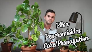 Pilea Pepermioides Care and Propagation  This Thing Is Huge [upl. by Kort]