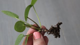 Pannenkoekplant Pilea Peperomioides stekken [upl. by Nollad]