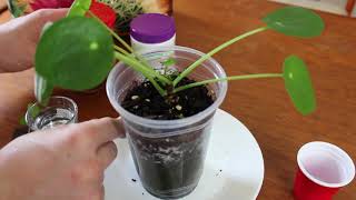 How to Propagate Pilea Peperomioides by Cutting [upl. by Acinonrev]