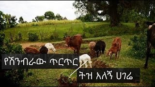 Ethiopian music Amharic Getamesay Abebe Yeshinbraw Tirtir Tiz Alegn  የሽንብራው ጥርጥር ትዝ አለኝ [upl. by Rangel146]