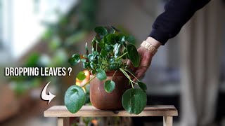 How to treat a Pilea with dropping Leaves [upl. by Kciregor]