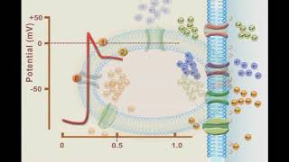 What is a focal seizure [upl. by Nnayrrehs]