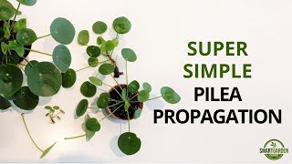 Pilea Peperomioides Propagation And The Secret Of Single Leaf Propagation [upl. by Eillas]