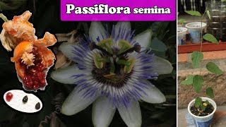 Come SEMINARE la PASSIFLORA  Fiore e Frutto della Passione [upl. by Jeanette]