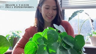 TIPS on a bigger and taller PILEA PEPEROMOIDES [upl. by Pacien234]