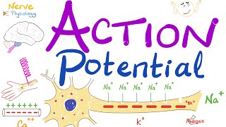 Action Potential  Most COMPREHENSIVE Explanation  Nerve Physiology [upl. by Huldah]