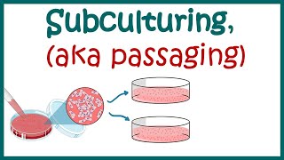 Subculturing cells  Cell culture basics [upl. by Brunn]