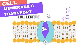 Chapter 7  Cell Membrane amp Transport Active amp Passive Transport Osmosis Diffusion Bulk [upl. by Cadal]