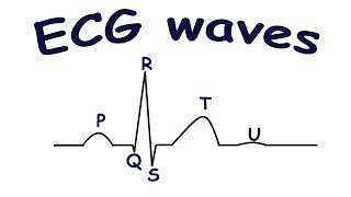 ECG waves [upl. by Ynnaj]