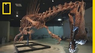 Bigger Than T rex Spinosaurus  National Geographic [upl. by Bleier]