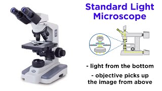 Light Microscopy Function and Utility [upl. by Moersch]