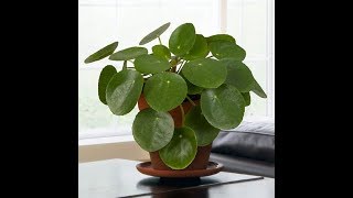 Growing the Chinese Money Plant Pilea peperomioides [upl. by Kirimia]