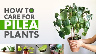 How to care for Pilea plant  pilea plant care  pilea peperomioides problems [upl. by Avner]