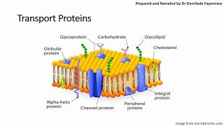 Chapter 41 Cell Membranes and Transport Phospholipids and Cell Signaling [upl. by Cesare]