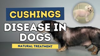 Cushings Disease in Dogs Natural Treatment [upl. by Ardnossac346]