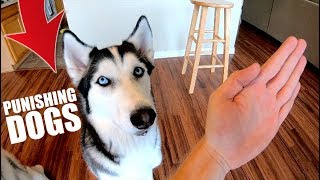 How To Punish Your Husky Or Any Dog [upl. by Wendye]