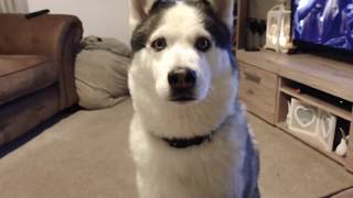 Talking Siberian Husky saying “I Love You” [upl. by Adav]