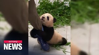 Meet Fu Bao the first panda born in Korea [upl. by Khajeh]