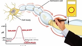 NEURON ACTION POTENTIAL MADE EASY [upl. by Lilithe]