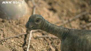 Baby Tambatitanis vs Tyrannosaurus  DINOSAURS [upl. by Isabeau]