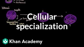 Cellular specialization differentiation  Cells  MCAT  Khan Academy [upl. by Fleeta456]